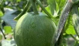 这几年吃的娱乐瓜是什么