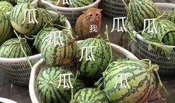 这几年吃的娱乐瓜是什么