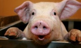 娱乐吃瓜猪衢州,吃瓜群众聚焦猪界风云