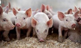 娱乐吃瓜猪衢州,吃瓜群众聚焦猪界风云