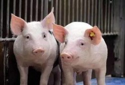 娱乐吃瓜猪衢州,吃瓜群众聚焦猪界风云