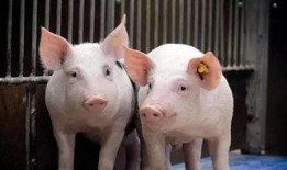 娱乐吃瓜猪衢州,吃瓜群众聚焦猪界风云